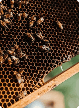 Beekeeping and honey