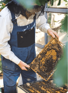 Beekeeping and honey