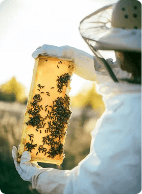 Beekeeping and honey