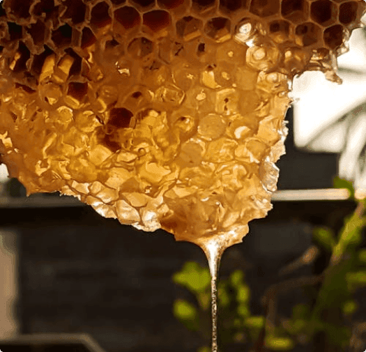 Honey dripping from honeycomb
