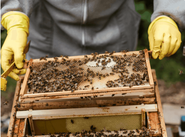 Beekeeper